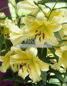Lilium Conca d'Or NEW | Capper 15 x 2