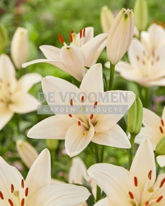 Lilium Coral County | Capper 15 x 3