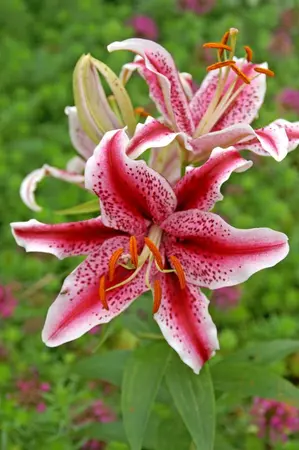 Lilium Dizzy NEW | 25 pcs
