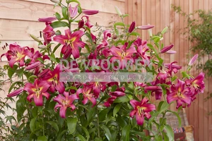 Lilium Empoli | Capper 15 x 2