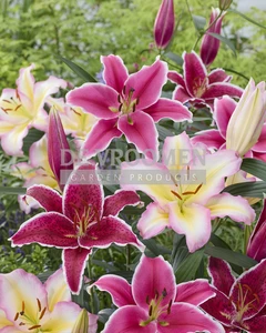 Lilium Fabulous Fantasy Mix | Capper 18 x 4