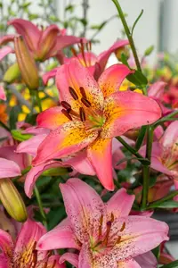 Lilium Fancy Dance | 400 pcs