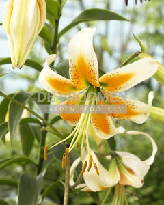 Lilium Lady Alice NEW | Capper 15 x 3