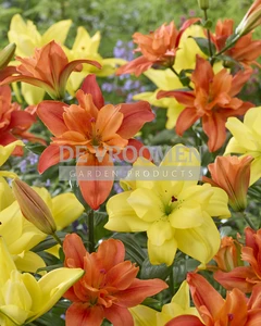 Lilium Lemon Orange Shake Mix | Capper 18 x 4