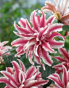 Lilium Magic Star | 25 pce - image 2