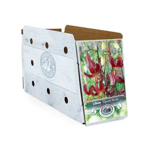 Lilium Martagon Claude Shride | Cappers 2 x 15 - image 2