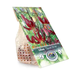 Lilium Martagon Claude Shride | Cappers 2 x 15 - image 3