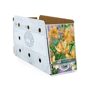 Lilium Martagon Guinea Gold | Cappers 2 x 15 - image 2