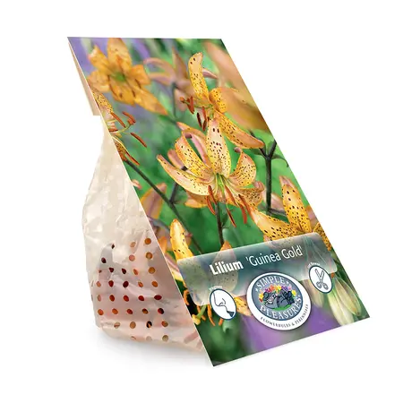 Lilium Martagon Guinea Gold | Cappers 2 x 15 - image 3