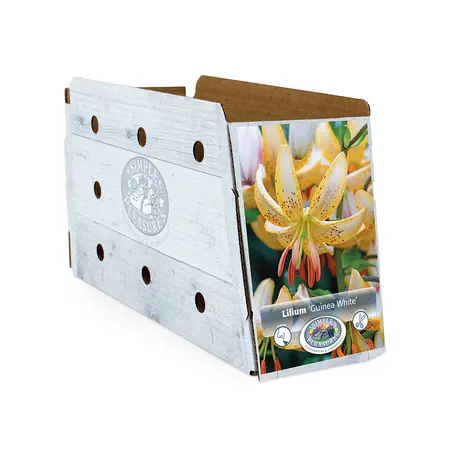 Lilium Martagon Guinea White | Cappers 2 x 15 - image 2