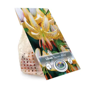 Lilium Martagon Guinea White | Cappers 2 x 15 - image 3