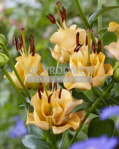 Lilium Mighty Miracle NEW | Capper 15 x 3