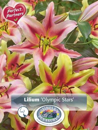 Lilium Olympic Stars | Capper 18 x 4
