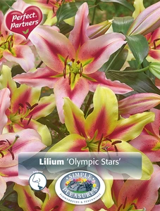 Lilium Olympic Stars | Capper 18 x 4
