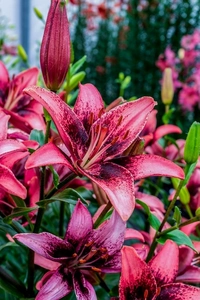 Lilium Purple Dream | 50 pcs