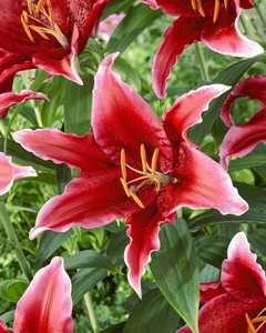 Lilium Red Flash | 25 pcs