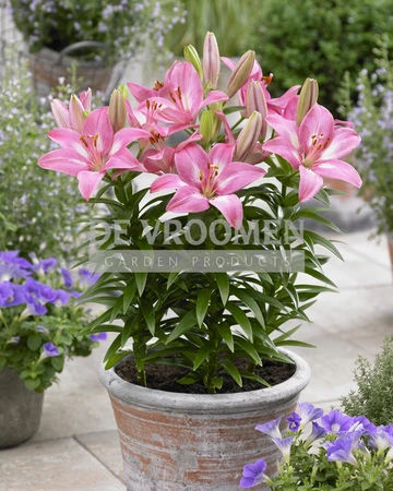 Lilium Rozalynn NEW | Capper 15 x 3