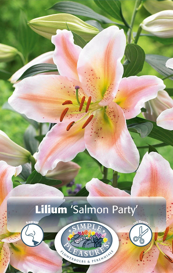 Lilium Orientalis Salmon Party | Capper 15 x 2 - De Vroomen US