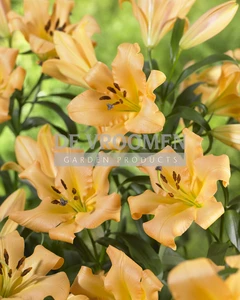 Lilium Saltarello NEW | Capper 15 x 2