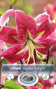 Lilium Tigrinum Scarlet Delight | Capper 15 x 2
