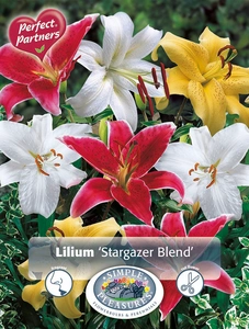 Lilium Orientalis Stargazer Blend | Capper 18 x 3