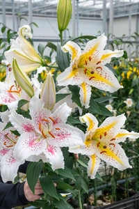 Lilium Summer Sorbet NEW | Capper 18 x 4