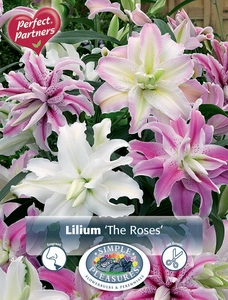 Lilium Double-Orientalis The Roses | Capper 18 x 4