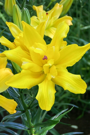 Lilium Tomos NEW | 50 pcs