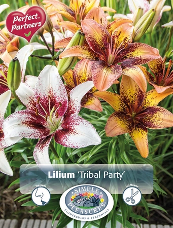 Lilium Blend Tribal Party | Capper 18 x 4
