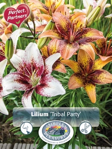 Lilium Blend Tribal Party | Capper 18 x 4