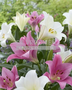 Lilium Trumpet Party Mix | Capper 18 x 4