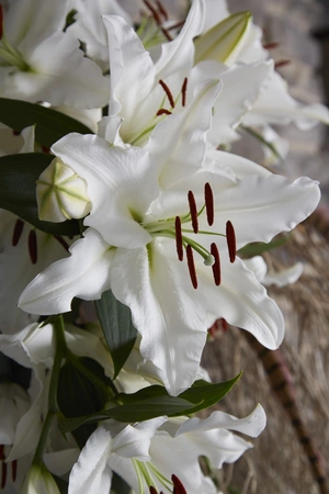Lilium White Balloons NEW | 25 pcs