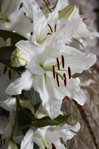Lilium White Balloons NEW | 25 pcs