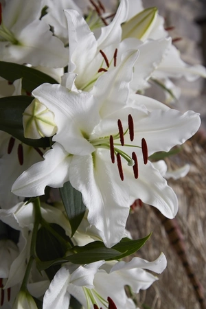 Lilium White Balloons NEW | 25 pcs