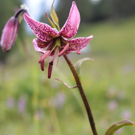 Wholesale Lilium Bulbs - De Vroomen US