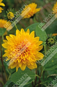 Helianthus Loddon Gold | 25 pce