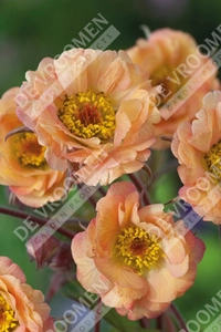 Geum Mai Tai | 25 pce