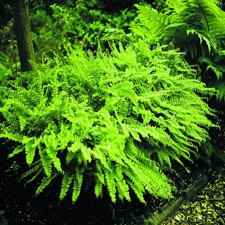 Maidenhair Fern | 25 pce