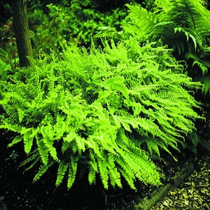 Maidenhair Fern | 25 pce