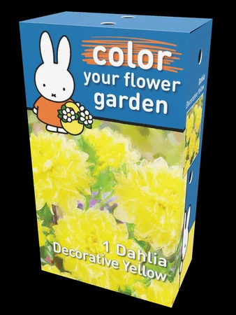Miffy Dahlia Decorative Yellow Heritage | 42 pce