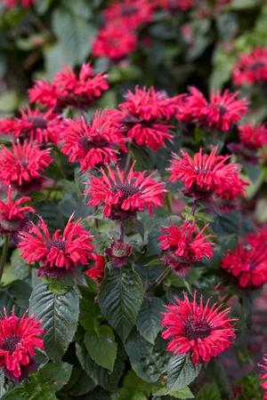 Monarda Bee Happy PBR | 25 pce