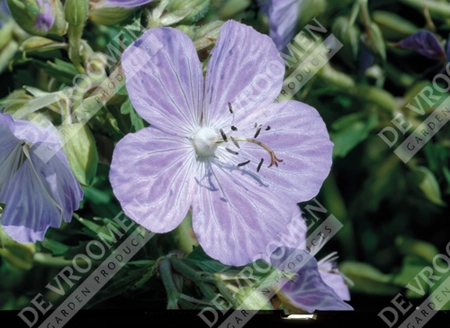 Geranium Mrs. Kendall Clark | 25 pcs