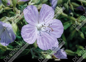 Geranium Mrs. Kendall Clark | 25 pcs