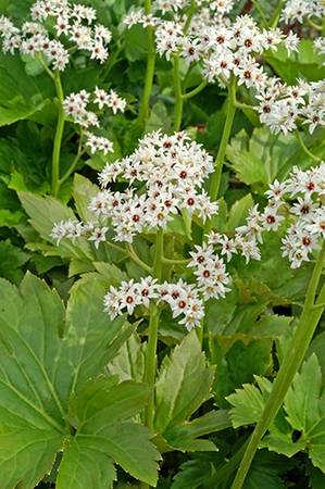 Mukdenia Rossii Karasuba | 400 pce