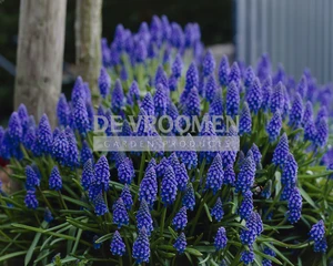 Muscari Armeniacum | 100 pce