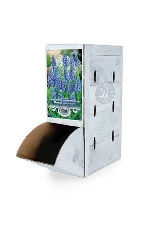 Muscari armeniacum | 300 pce - image 2