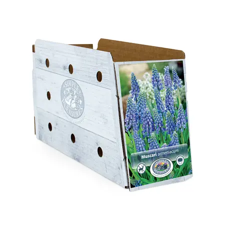 Muscari Armeniacum | Cappers 20 x 15 - image 2