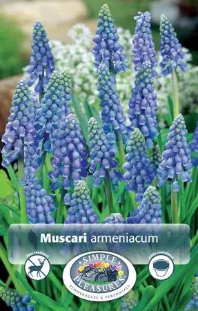Muscari Armeniacum | Cappers 20 x 15 - image 1