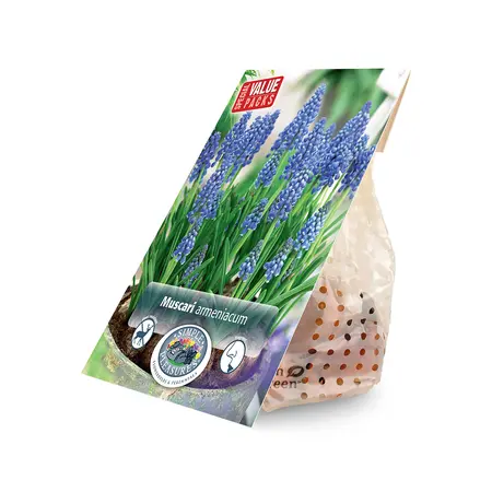 Muscari Armeniacum | Cappers 50 x 15 - image 2