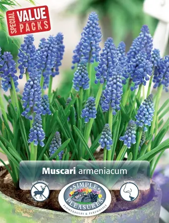 Muscari Armeniacum | Cappers 50 x 15 - image 1